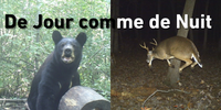 meilleures images caméras de chasse jour et nuit