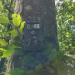 Caméra de chasse bien cachée hide camouflage