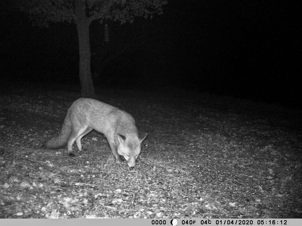 Comment faire une vidéo avec une caméra de chasse ?