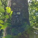 Caméra de chasse bien cachée hide camouflage 